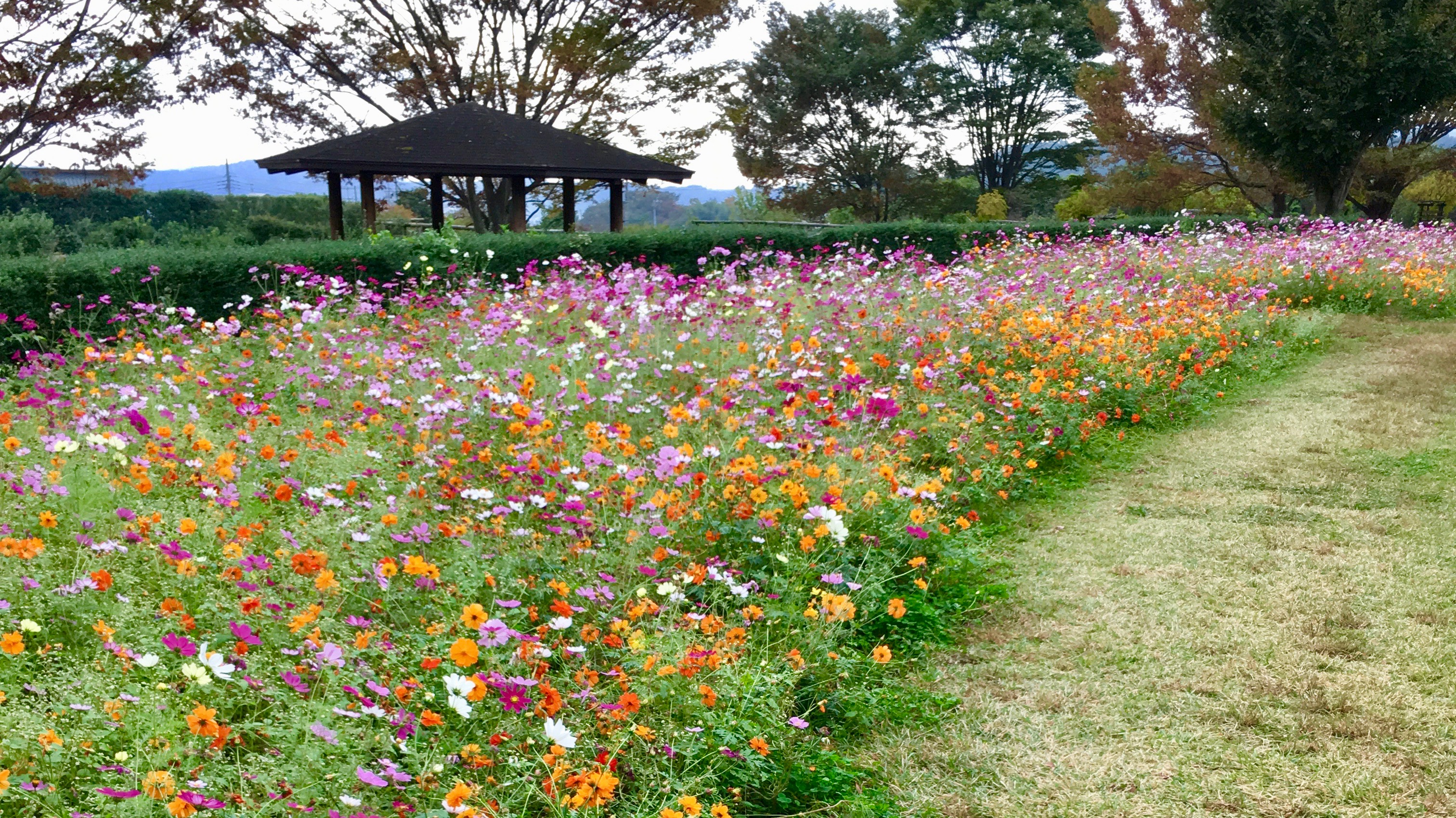 戸川公園の秋桜