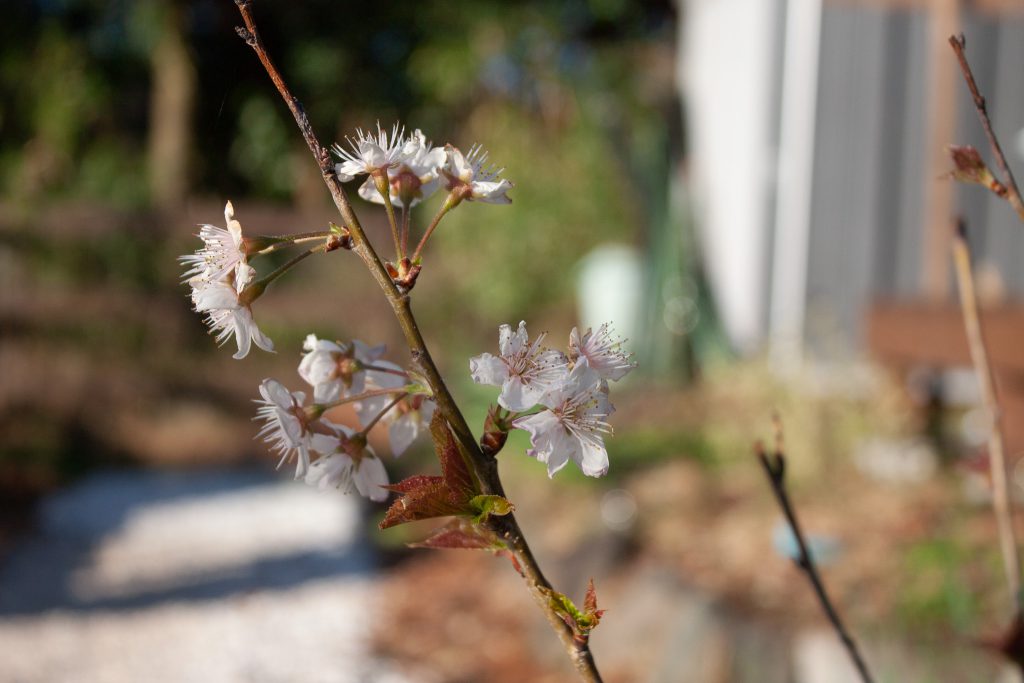 暖地桜桃の花